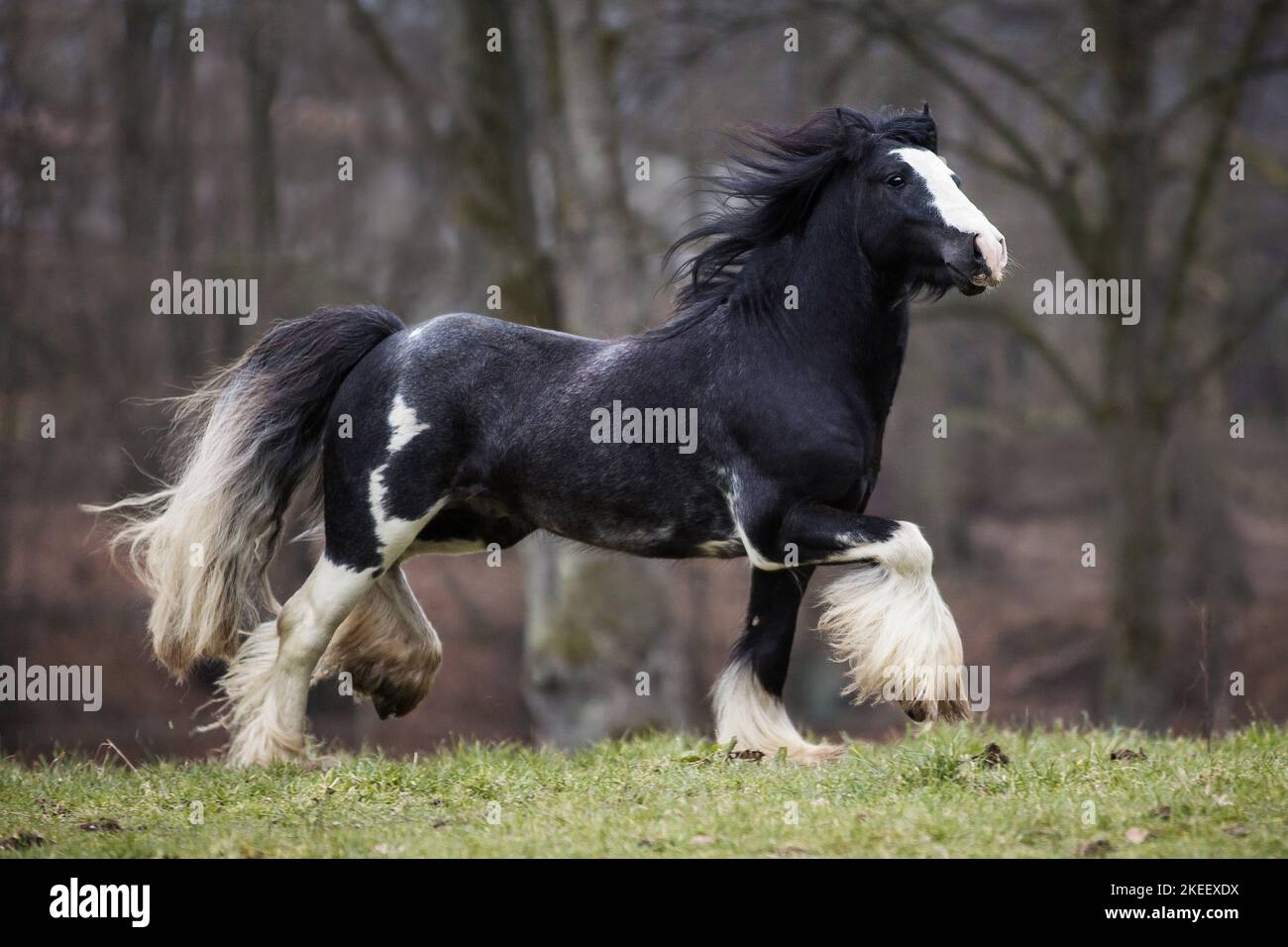 Irish Tinker stallion Stock Photo Alamy