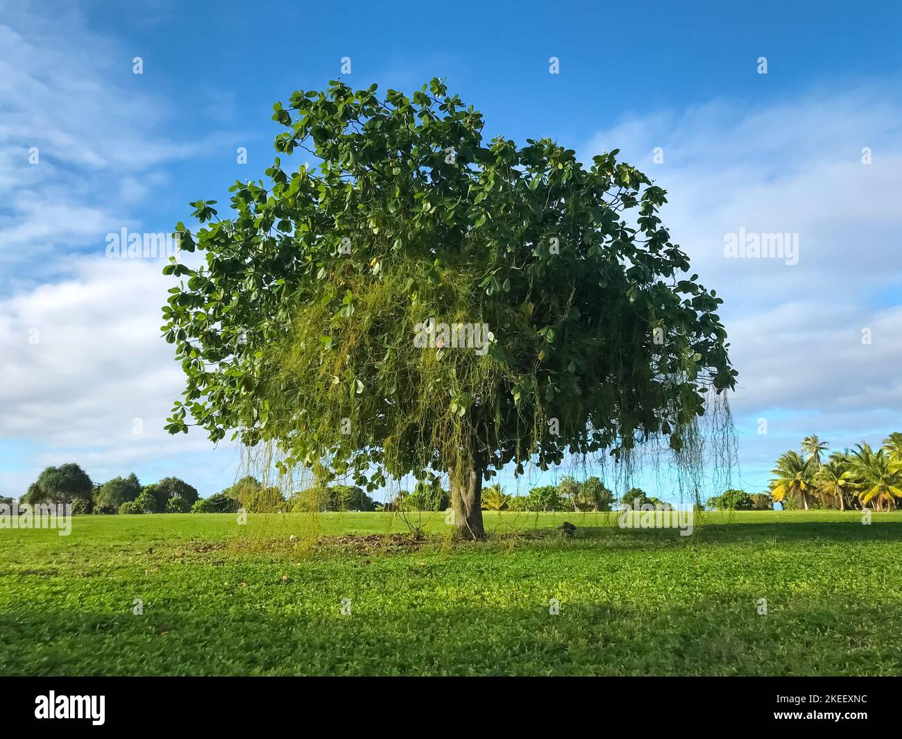 Lonley tree on green meadow against blue sky background. Wonderful nature landscape. Stock Photo