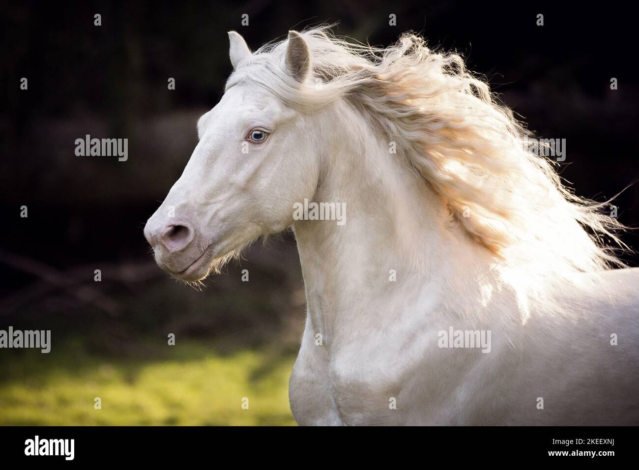 Welsh Cob stallion Stock Photo - Alamy