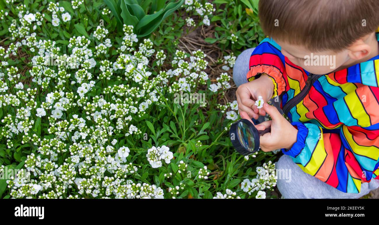 The child looks through a magnifying glass at the flowers Zoom in. selective focus. Stock Photo