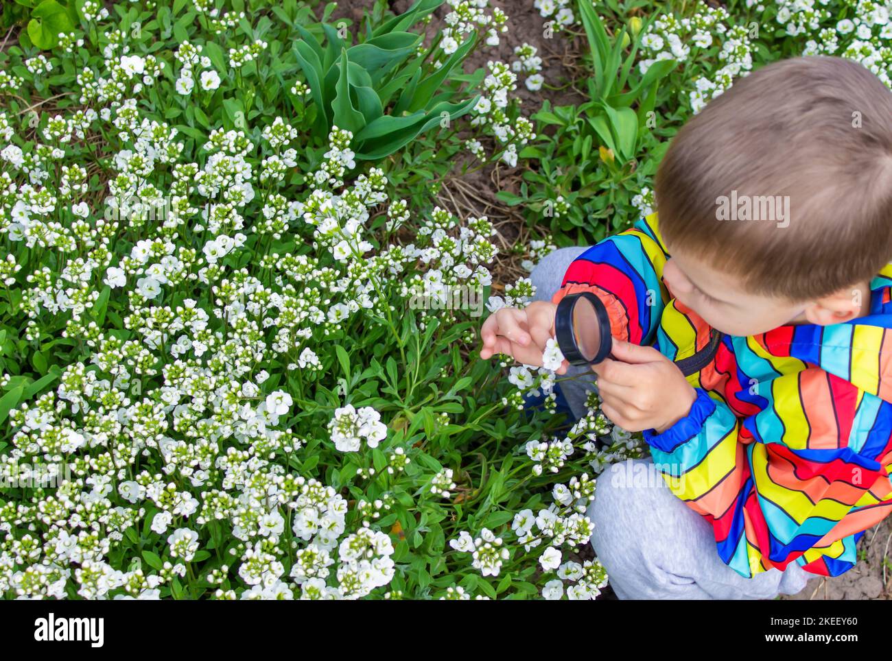 The child looks through a magnifying glass at the flowers Zoom in. selective focus. Stock Photo