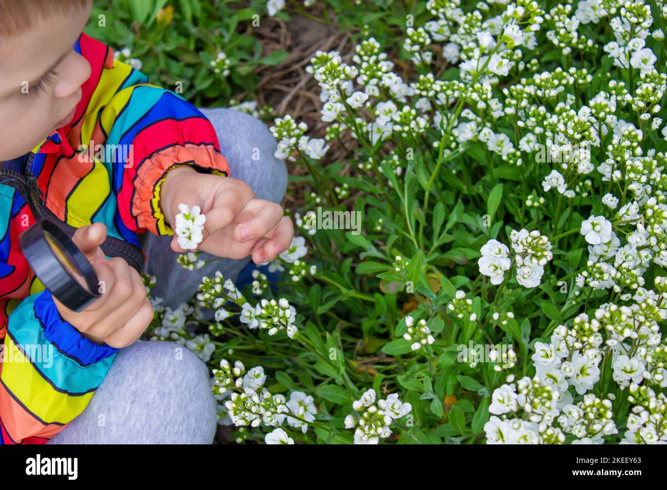 The child looks through a magnifying glass at the flowers Zoom in. selective focus. Stock Photo