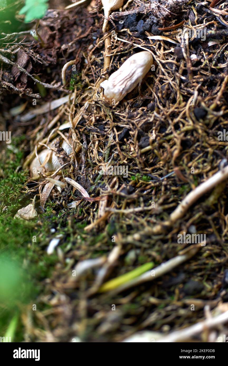 Bulb between roots of Asparagus sprengeri is a genus of flowering