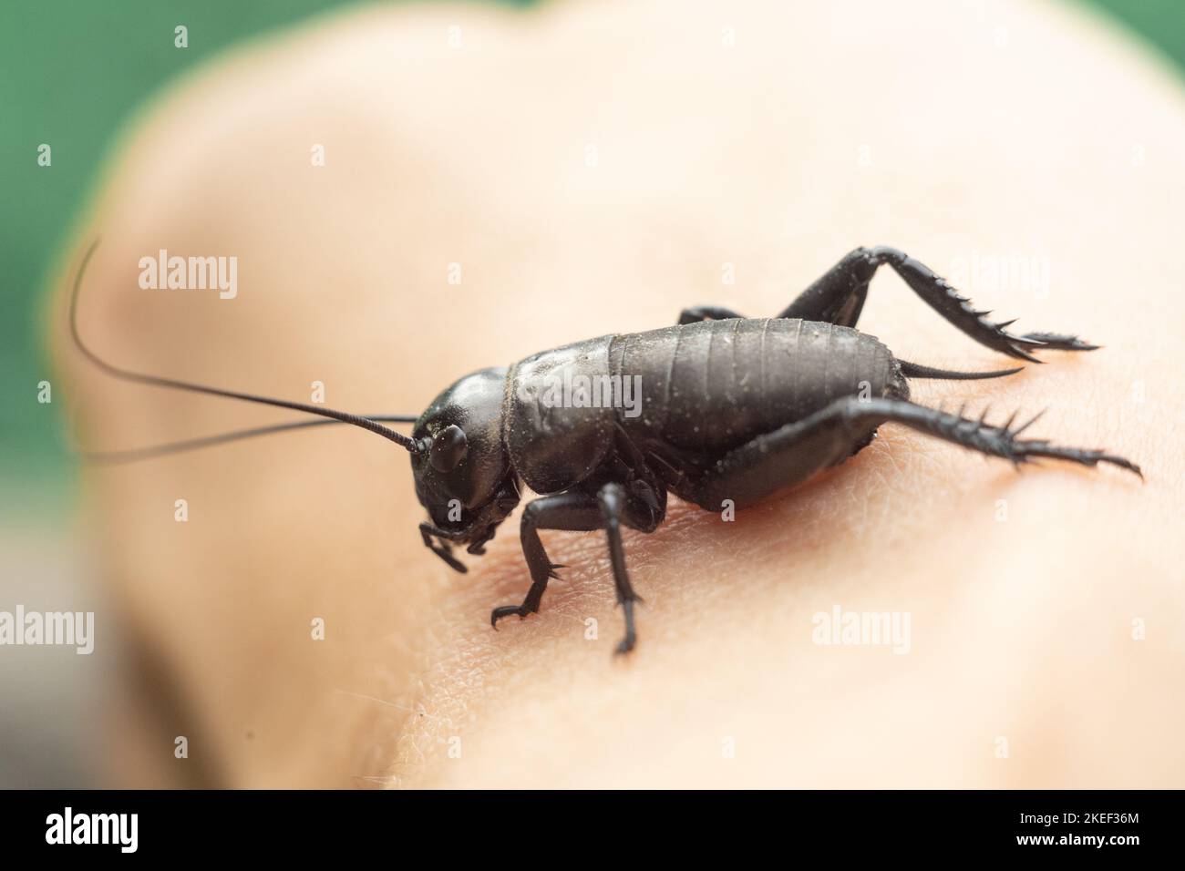 Insect shot close-up. Macro photo of a cricket. Stock Photo
