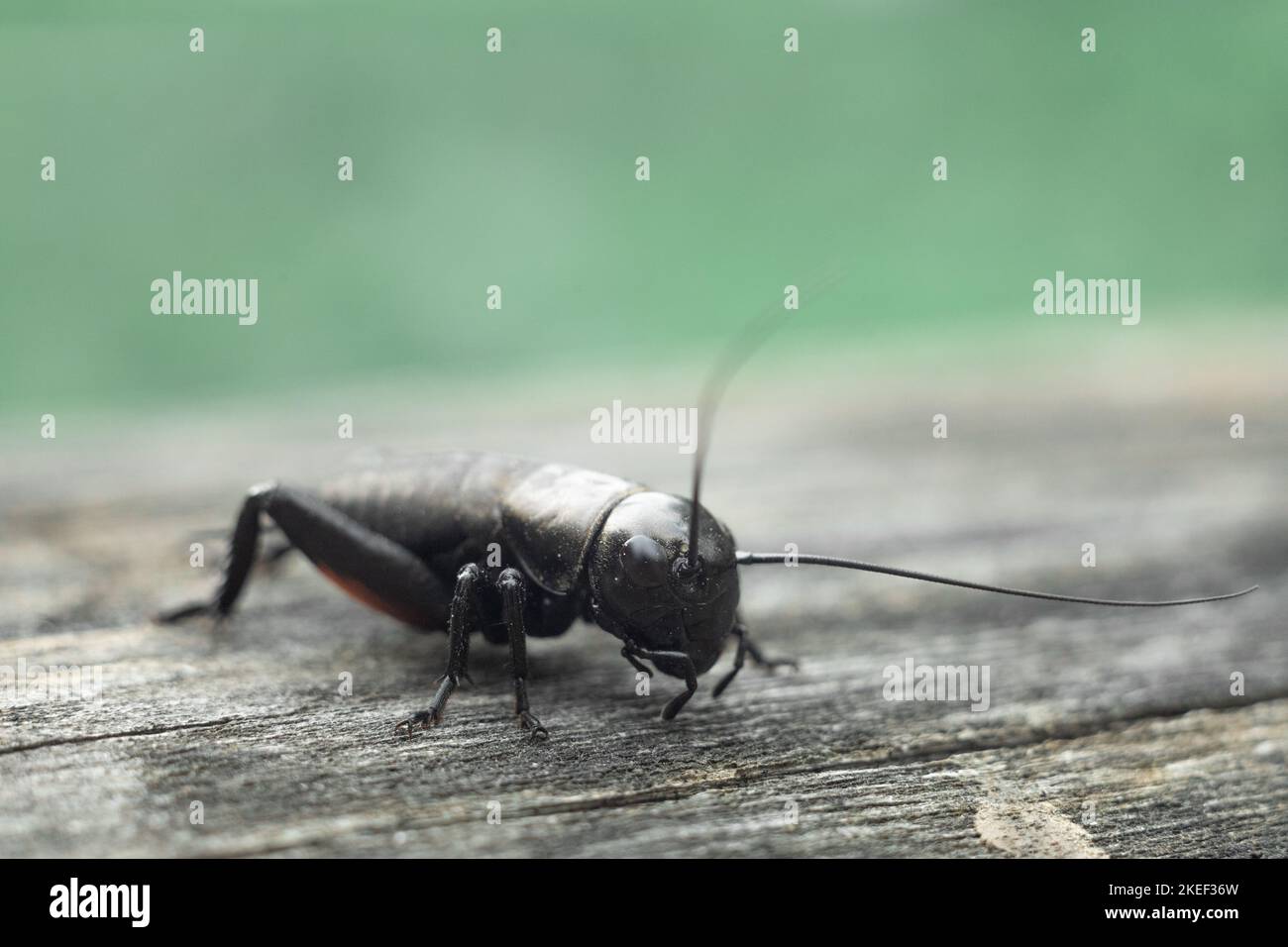 Insect shot close-up. Macro photo of a cricket. Stock Photo