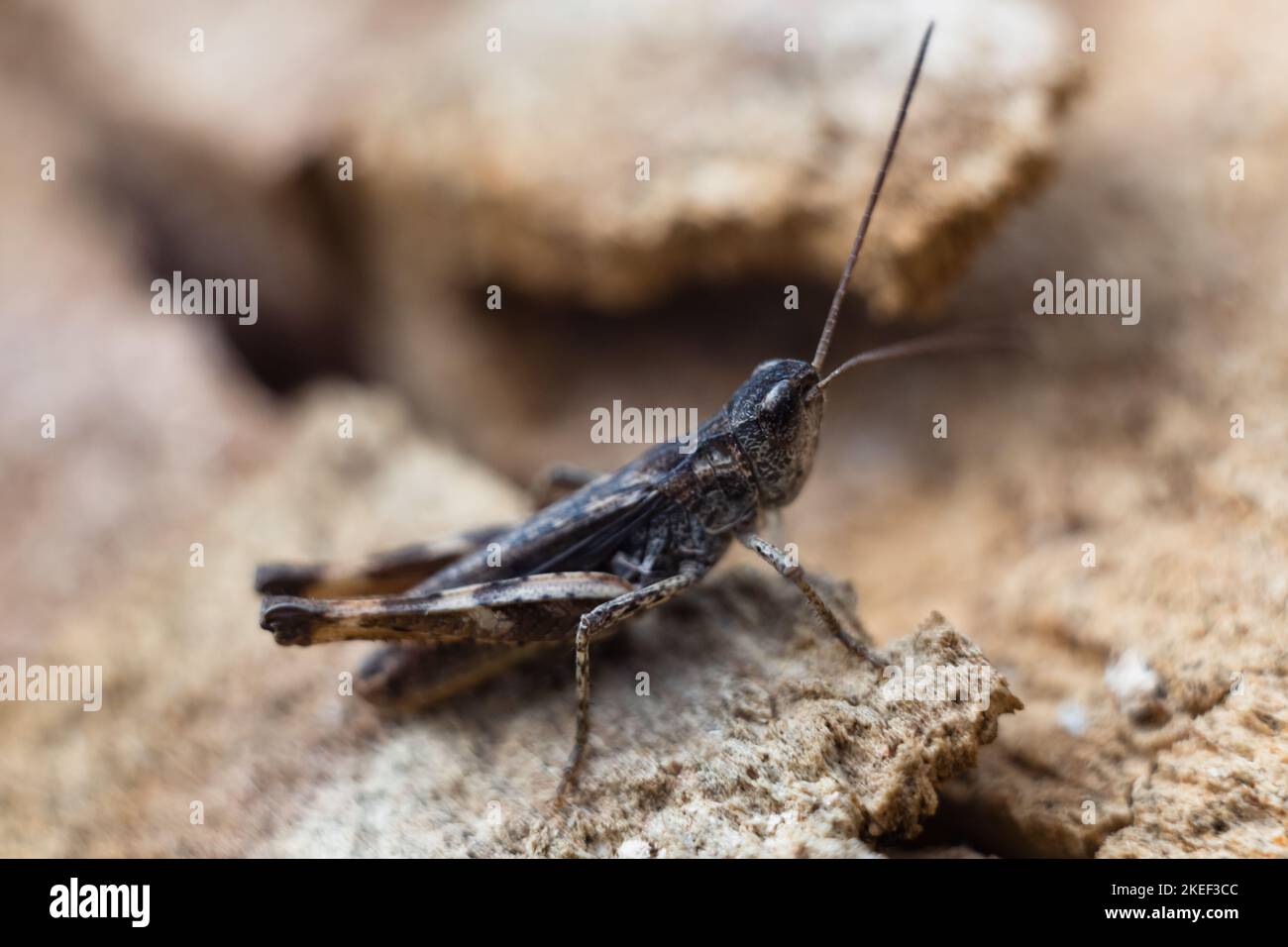 Close-up of a green grasshopper. Grasshopper on the stone. Stock Photo