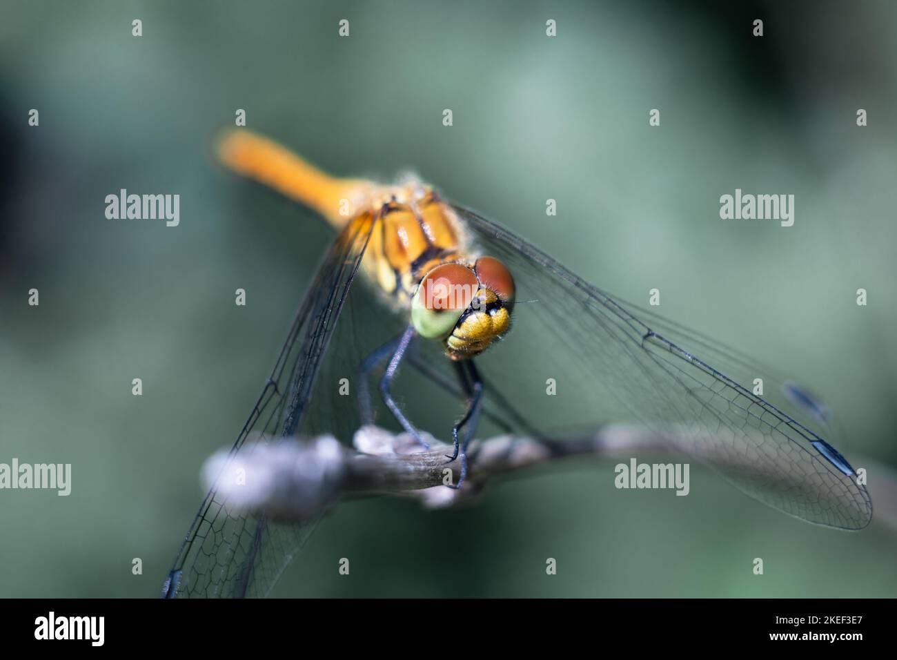 Dragonfly photographed close up. Dragonfly on a branch of grass Stock ...