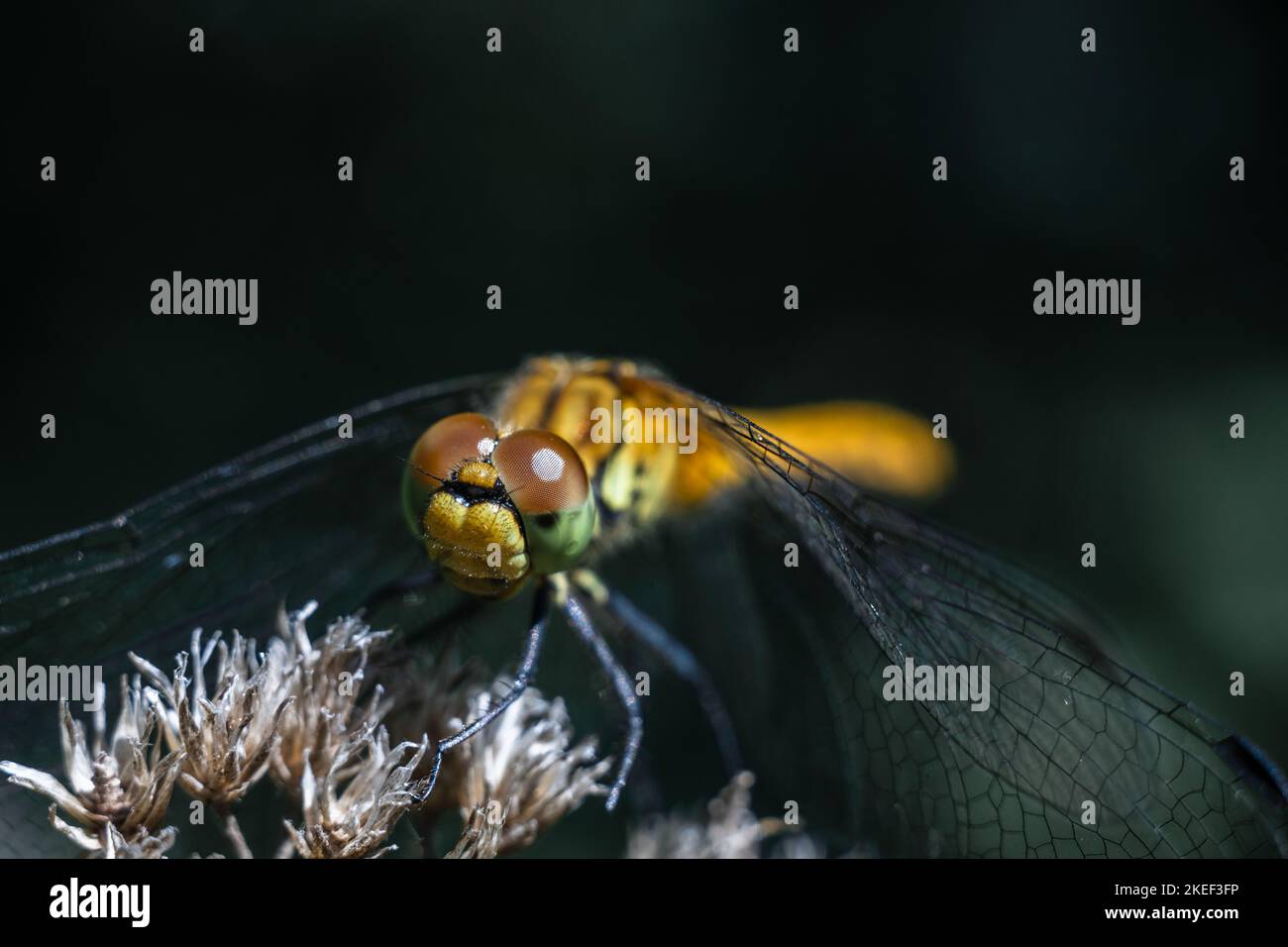 Dragonfly photographed close up. Dragonfly on a branch of grass. Stock Photo