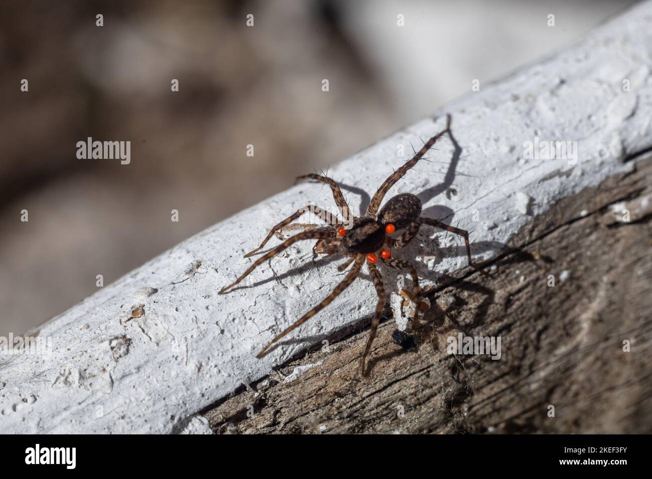 Photo Lycosa singoriensis. Photo of a spider on a log. Stock Photo