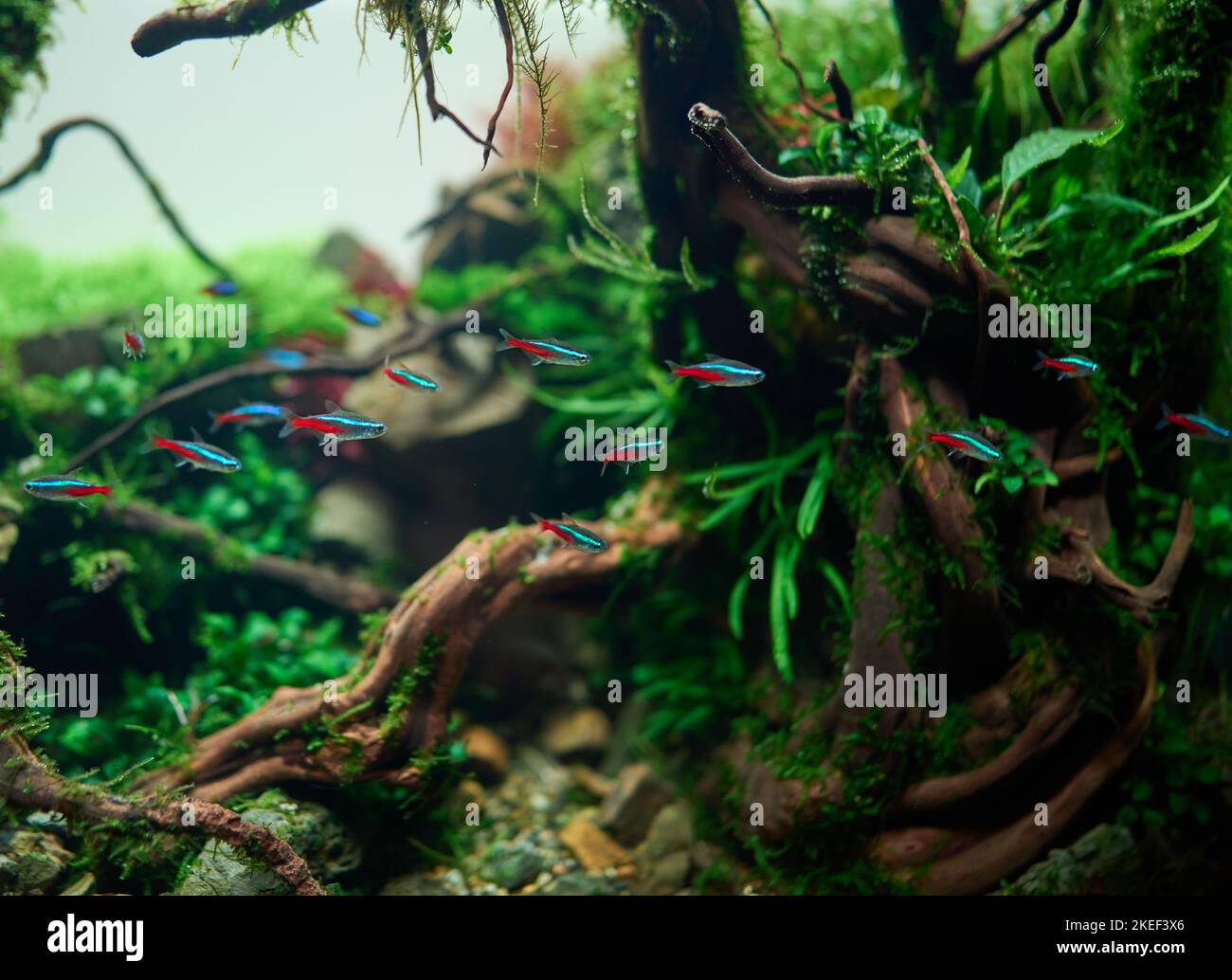 Lush Java Moss Beautiful Freshwater Ryoboku Aquascape Detail Active Black  Stock Video Footage by ©Valeronio #563592518