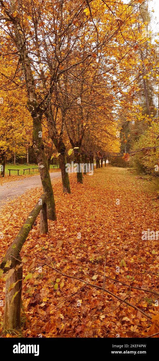 autumn landscape with its beautiful colors Stock Photo - Alamy