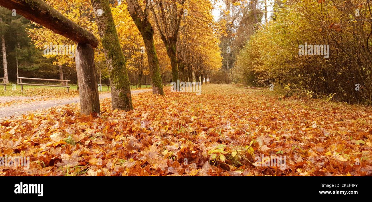 autumn landscape with its beautiful colors Stock Photo - Alamy