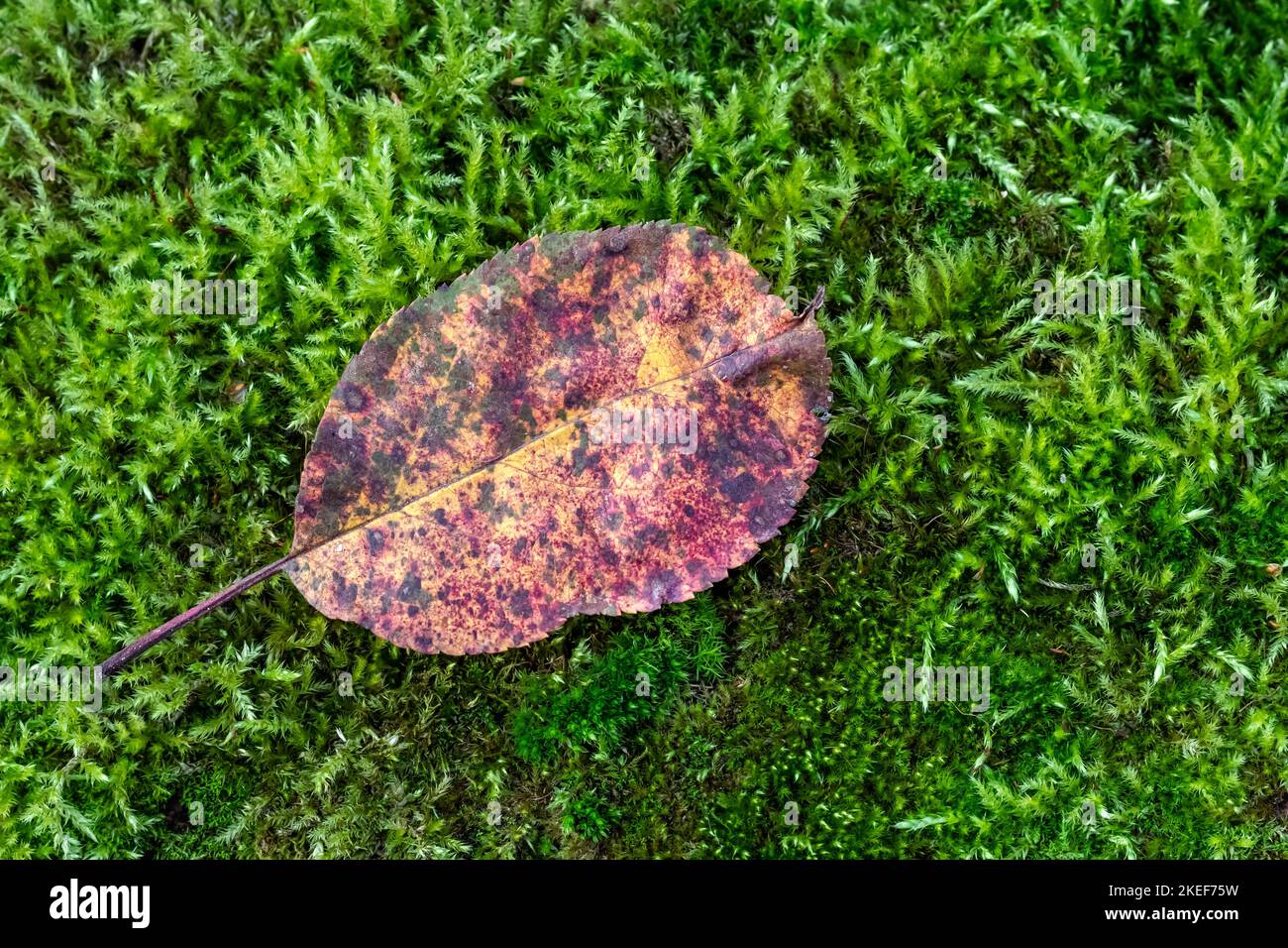 Fallen leaf on the ground, green grass, outdoors. Moss in the forest. Autumn composition, fall season. November, October, withered foliage. Nature bac Stock Photo