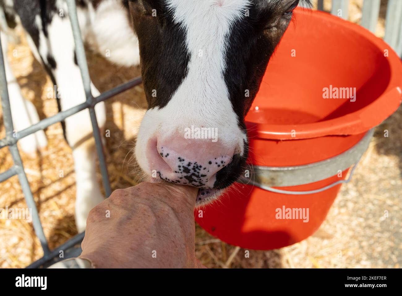 Calf sucking finger thinking it is a teat Stock Photo