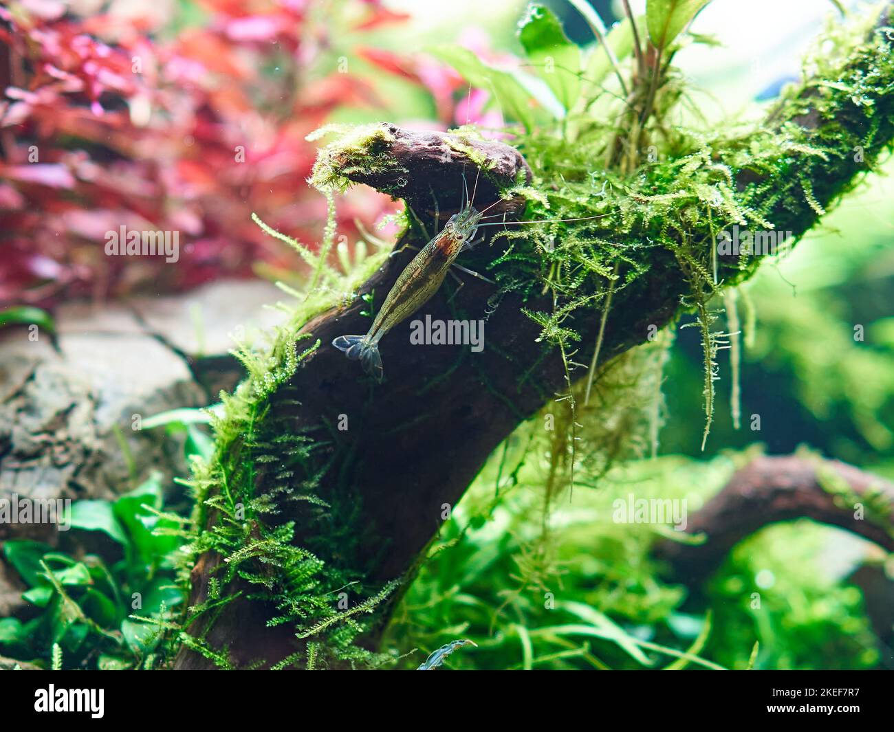 Amano shrimp (Caridina Multidentata) sits on the big root in aquarium aquascape. Close-up shot. Stock Photo