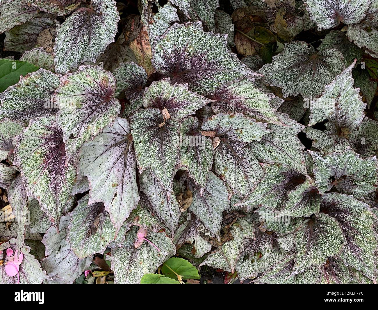 Illustrative close up of the silver speckled leaves of the tender garden plant Begonia Morning Dew. Stock Photo