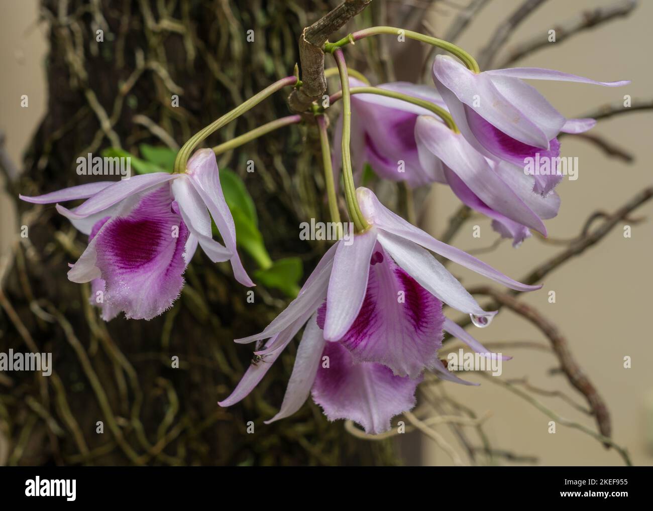 Closeup view of colorful white pink and purple dendrobium anosmum epiphytic orchid species flowers after rain Stock Photo