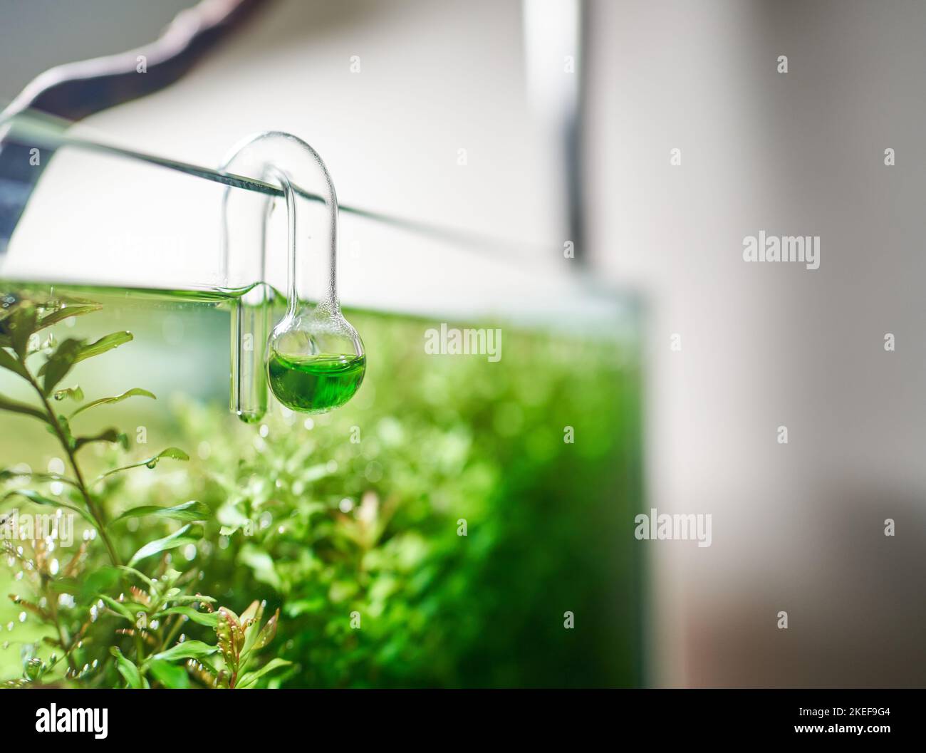 Glass hangon CO2 aquarium drop checker for monitoring optimal carbon