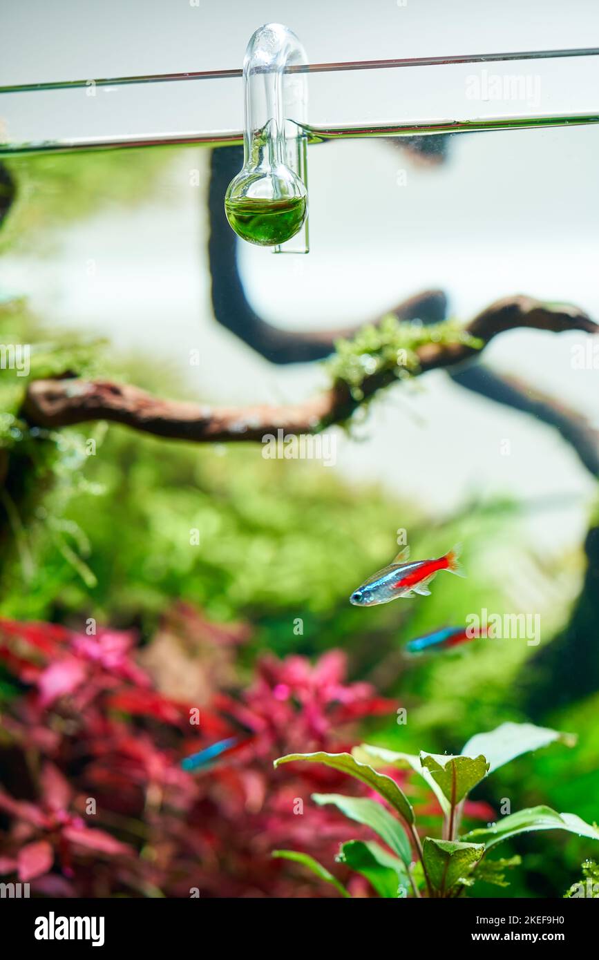 Glass hangon CO2 aquarium drop checker for monitoring optimal carbon