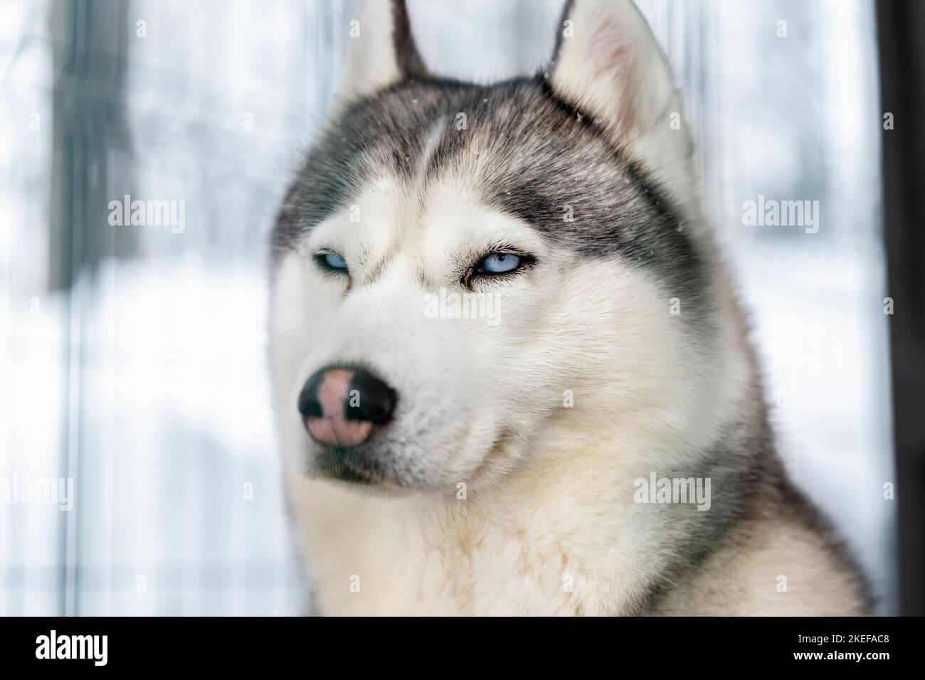 Side poirtrait of beautiful calm purebred siberain husky dogs sitting in kennel outdoors wait for forest trip adventure dogsled on cold winter snowy Stock Photo