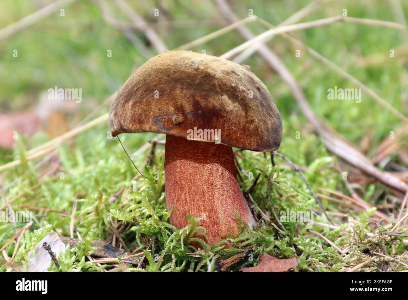 Wild edible Neoboletus Praestigator mashroom grows in a moss in a forest. Large solid fungus with a brown cap, red pores and red-dotted yellow stem. Stock Photo