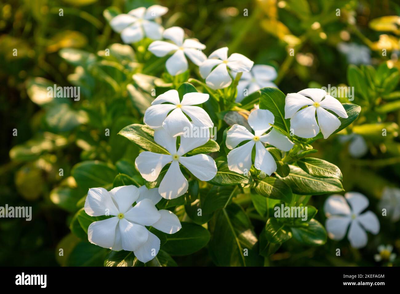 White periwinkle flowers bloom in the garden. Catharanthus roseus Stock