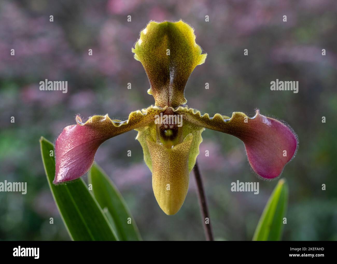 Closeup view of yellow green and purple red lady slipper orchid species paphiopedilum hirsutissimum var. esquirolei flower on natural background Stock Photo
