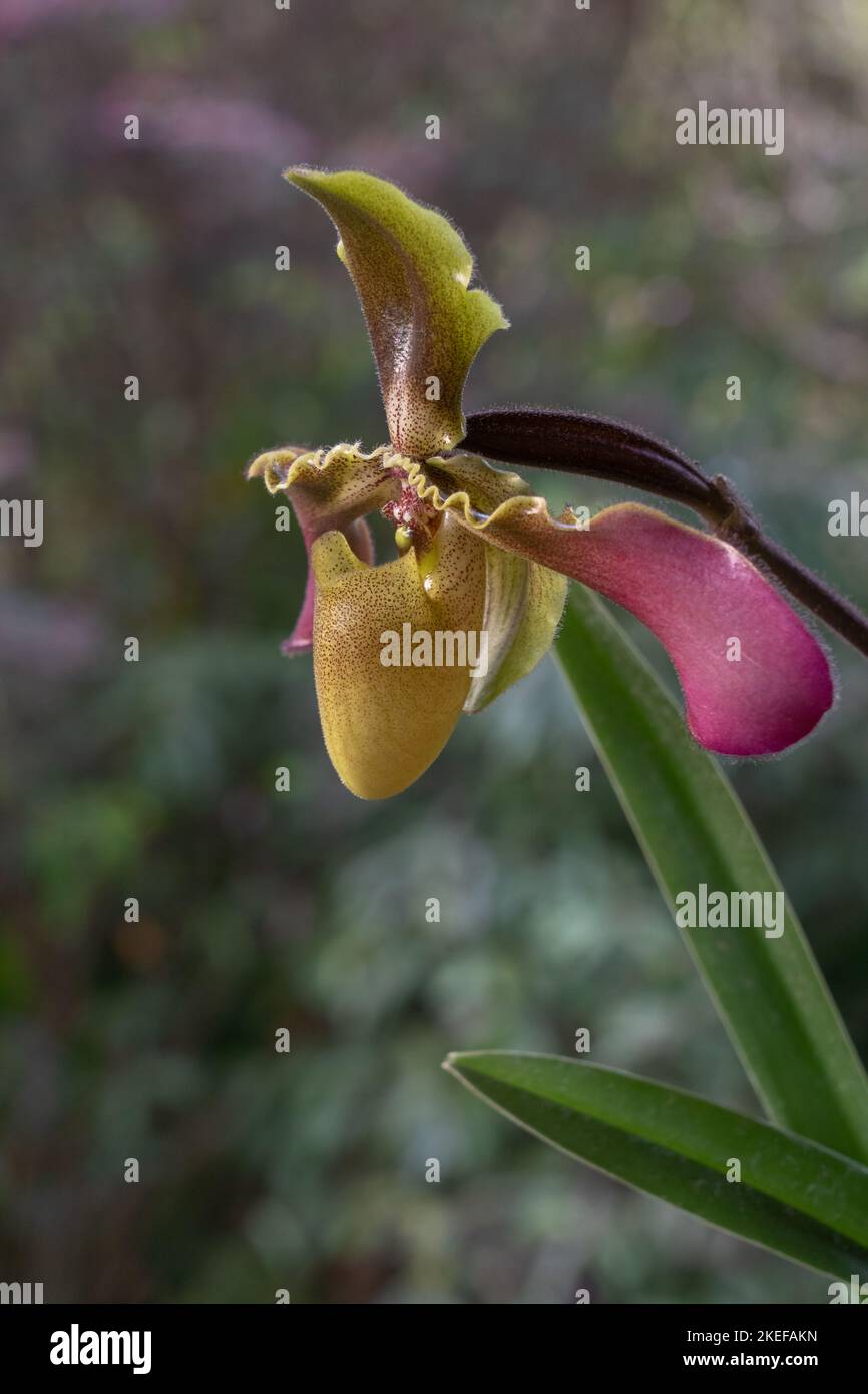 Closeup view of yellow green and purple lady slipper orchid species paphiopedilum hirsutissimum var. esquirolei flower isolated on natural background Stock Photo