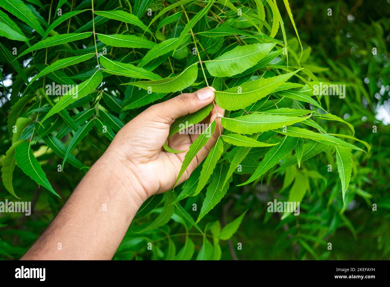 Hand holding neem leaves. Natural medicine Stock Photo Alamy