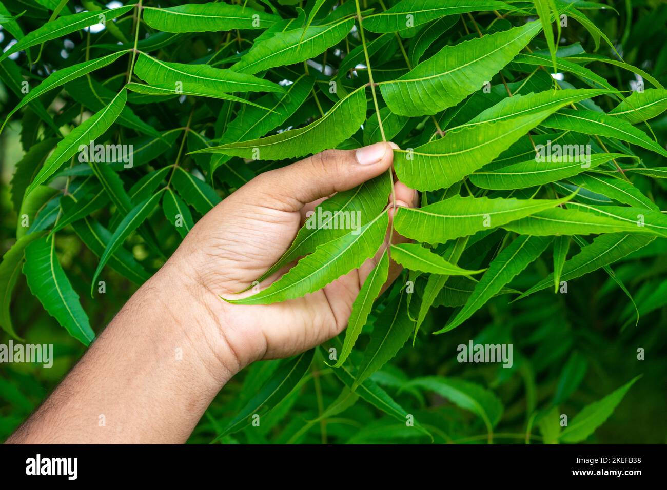 Hand holding neem leaves. Natural medicine Stock Photo Alamy