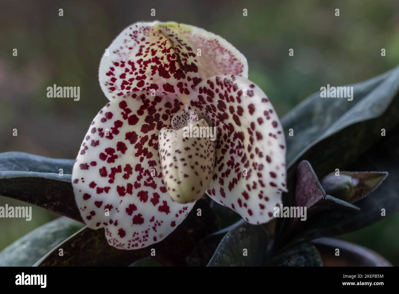 Closeup view of creamy white with purple red spots flower of lady slipper orchid species paphiopedilum bellatulum isolated on natural background Stock Photo