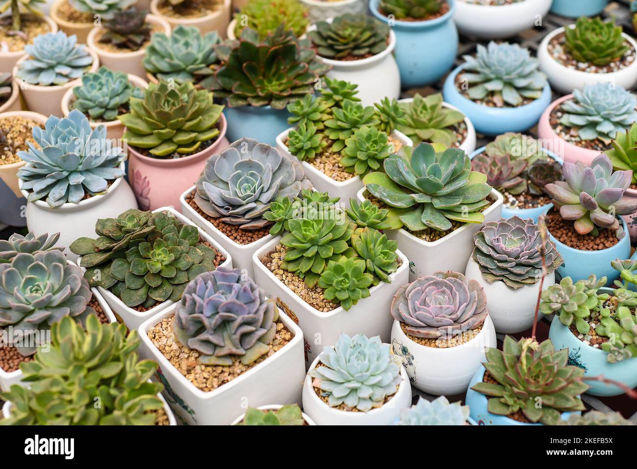 Many potted succulents of Echeveria elegans, Echeveria, Sedum,Graptopetalum (leatherpetal) at a flower market Stock Photo