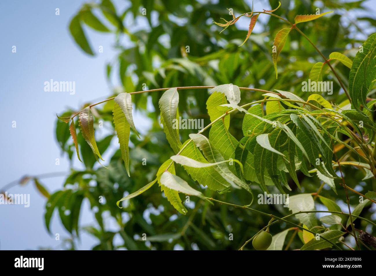 Neem Tree Leaves