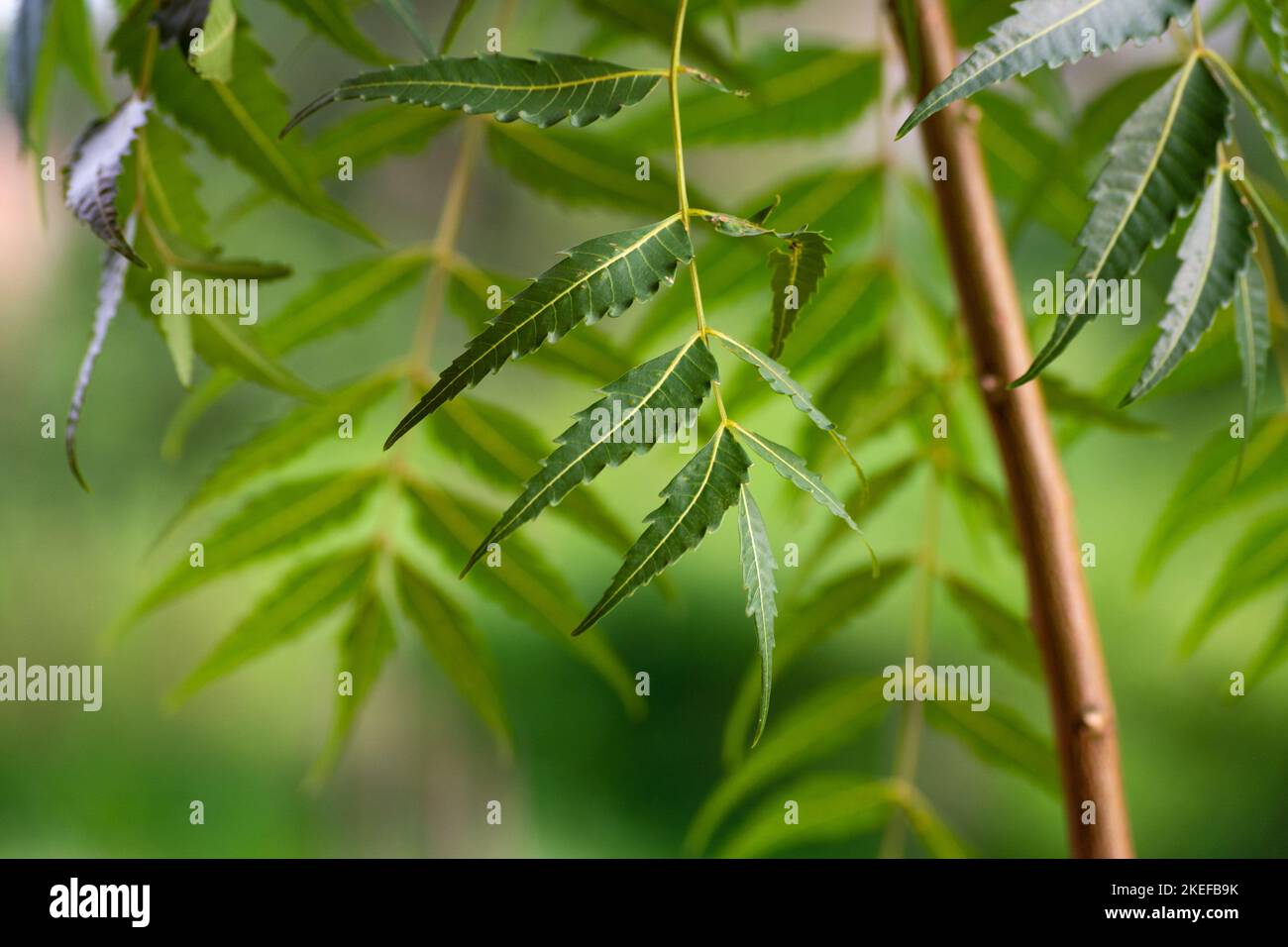Neem plant hires stock photography and images Alamy