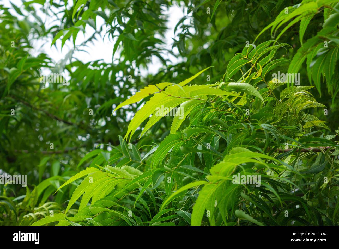 A branch of neem tree leaves. Natural Medicine Stock Photo Alamy