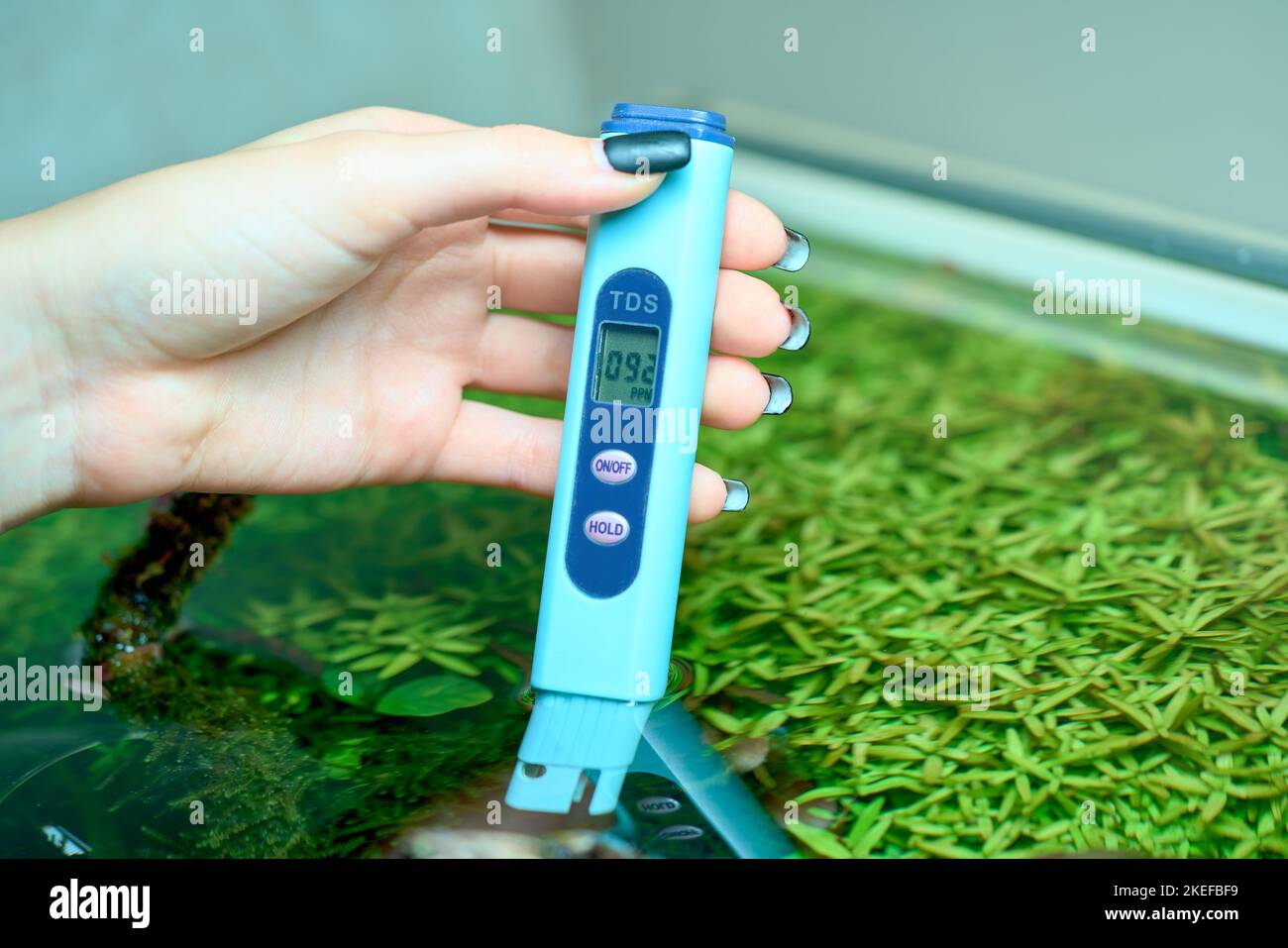 Measuring the TDS of the water in planted aquarium Stock Photo Alamy