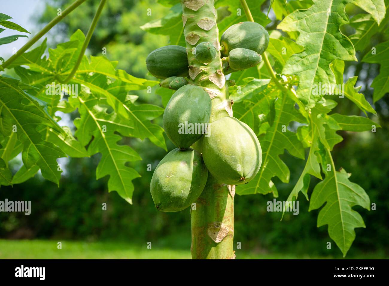 Papaya fruit on papaya tree in farm. Organic green papaya on tree Stock