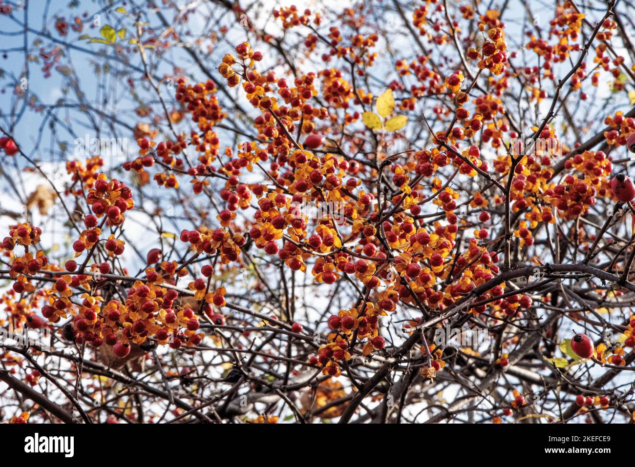 autumn bushes, fruits of the Carpathians Stock Photo - Alamy