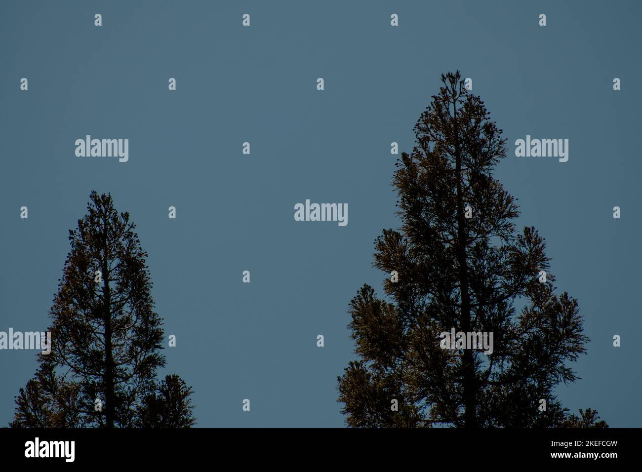 A beautiful shot of two pine trees with a background of sky Stock Photo ...