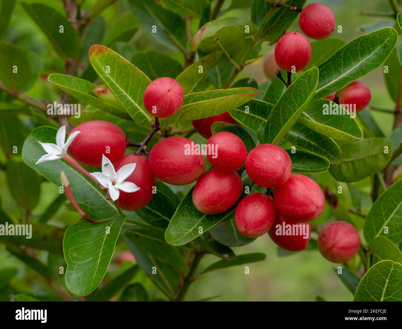 Closeup view of colorful red berries and white flowers of tropical shrub carissa carandas aka Bengal currant or carandas plum in outdoor garden Stock Photo