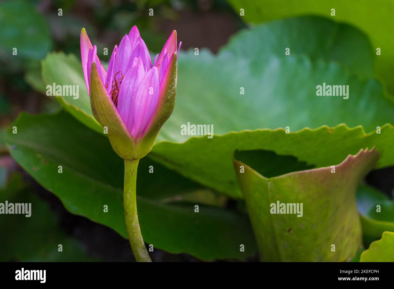 Closeup view of bright purple pink tropical water lily flower opening