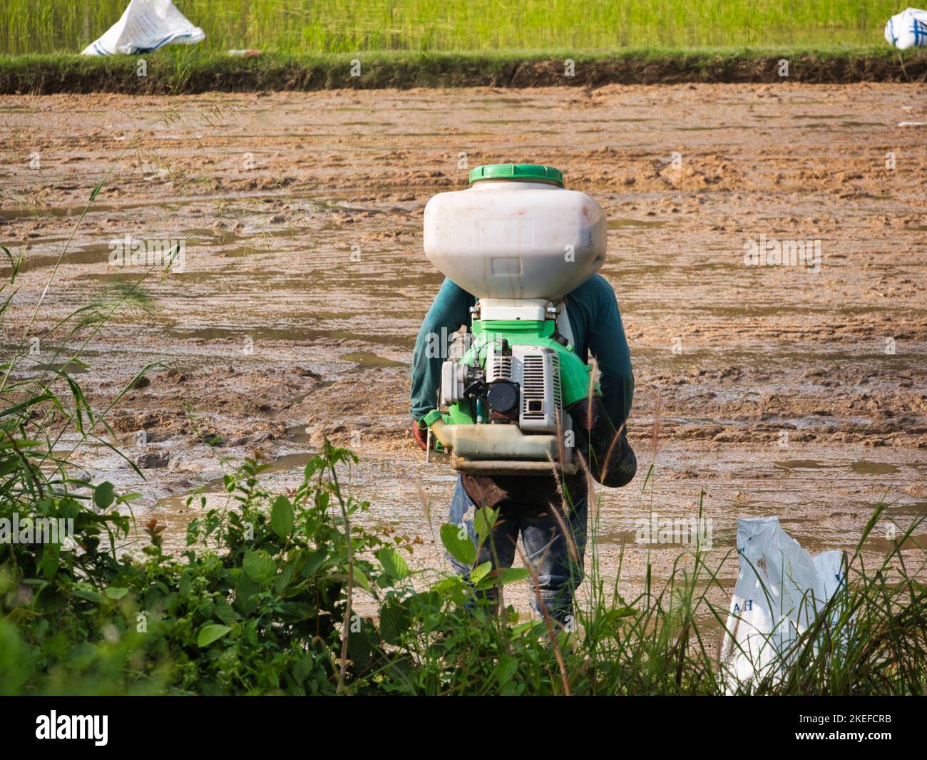 A man is using power sprayer to spray rice seeds for rice seedling
