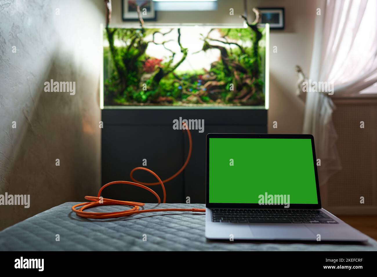 Aquarium connected to the laptop with green chromakey on a screen by long orange wire. Smart aquarium concept. Stock Photo