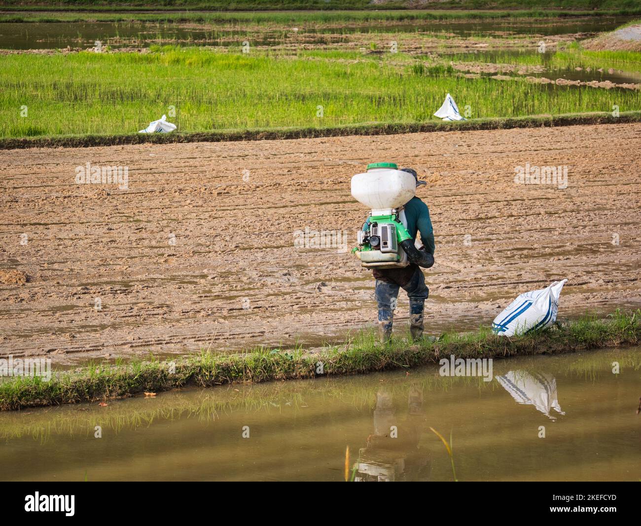 A man is using power sprayer to spray rice seeds for rice seedling Stock Photo