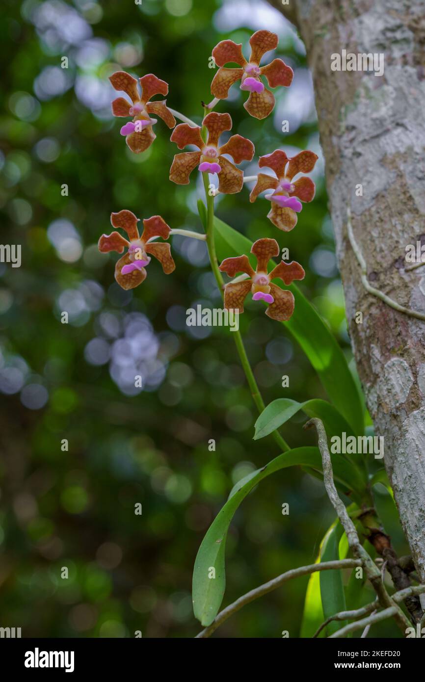 Colorful tropical epiphytic orchid species vanda bensonii with orange brown and purple pink flowers blooming on tree in spring in outdoor environment Stock Photo