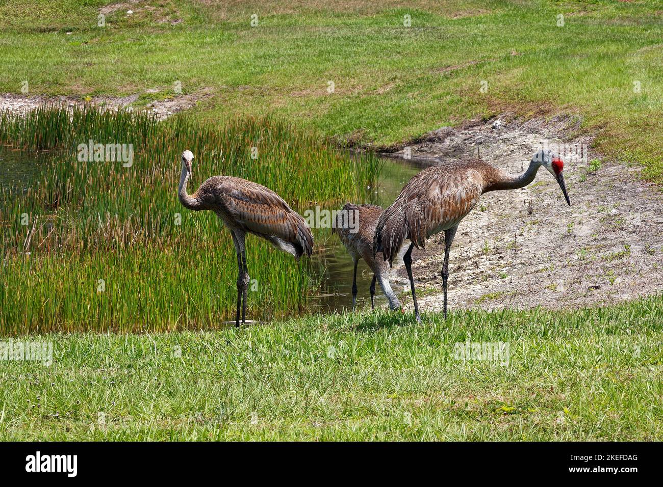 3 Sandhill Cranes, standing beside pond, wild grass, water, very large bird, 2 mature, 1 immature, Grus canadensis, red forehead, tufted rump feathers Stock Photo