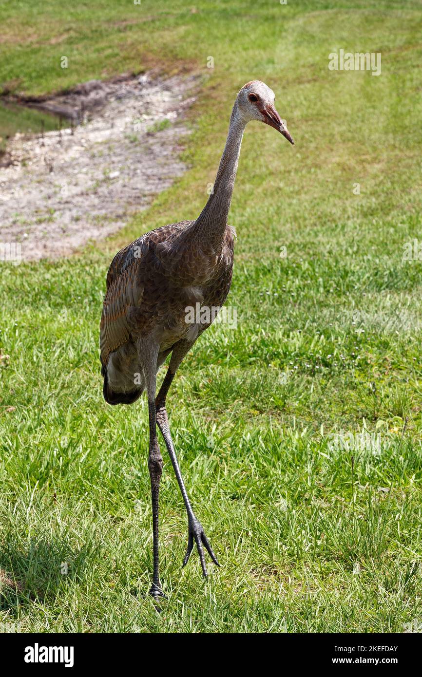 Immature Sandhill Crane, walking on grass, motion, very large bird, Grus canadensis, tufted rump feathers, long neck, long legs, wildlife, animal, Flo Stock Photo
