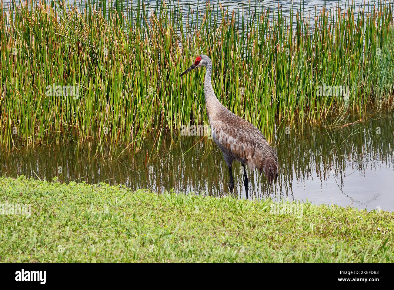 Sandhill Crane, standing in pond, water, green grass, very large bird, Grus canadensis, red forehead, tufted rump feathers, long neck, long legs, wild Stock Photo