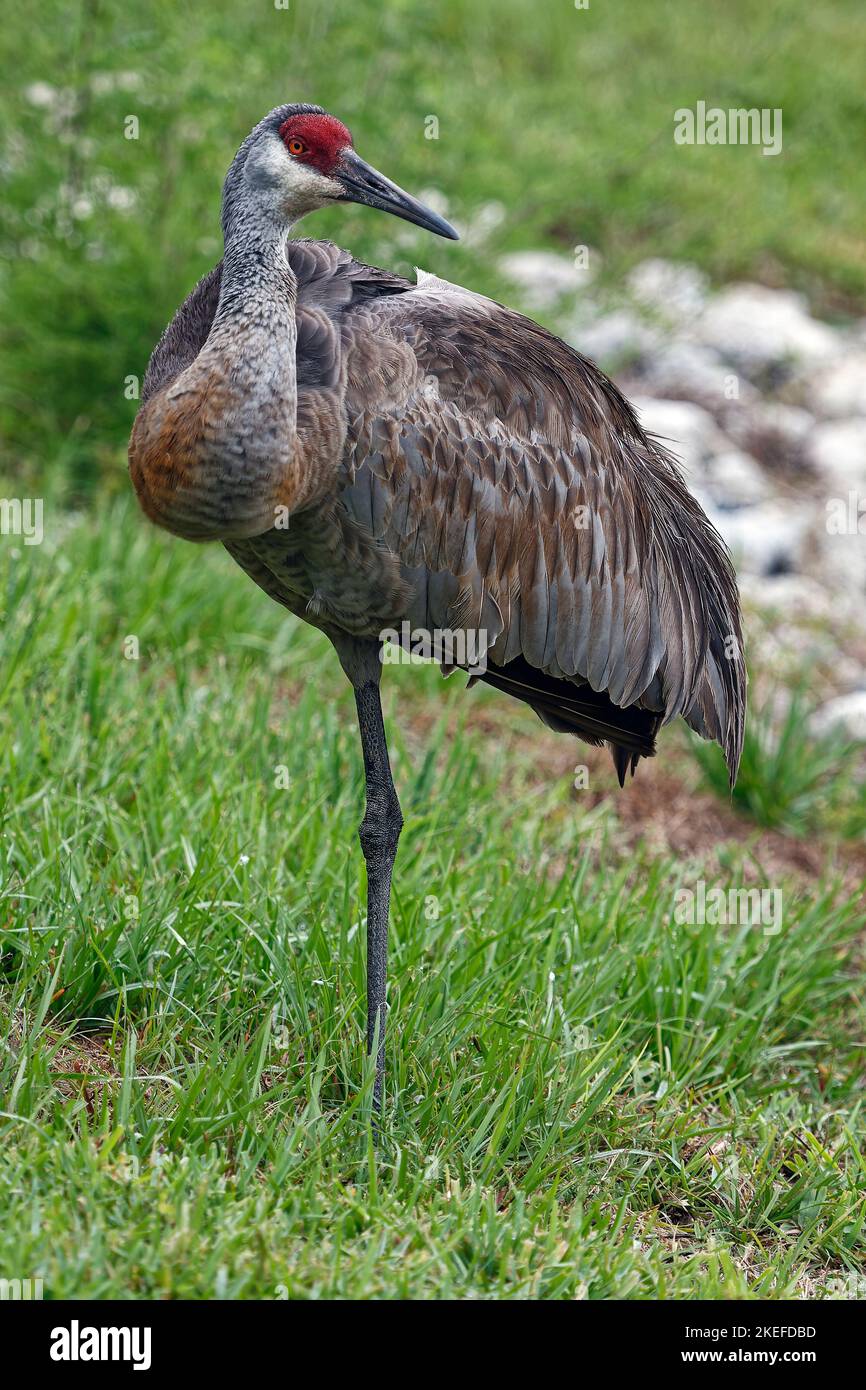 Sandhill Crane, portrait, head-on, close-up, standing on 1 leg, green background, very large bird, Grus canadensis, red forehead, tufted rump feathers Stock Photo