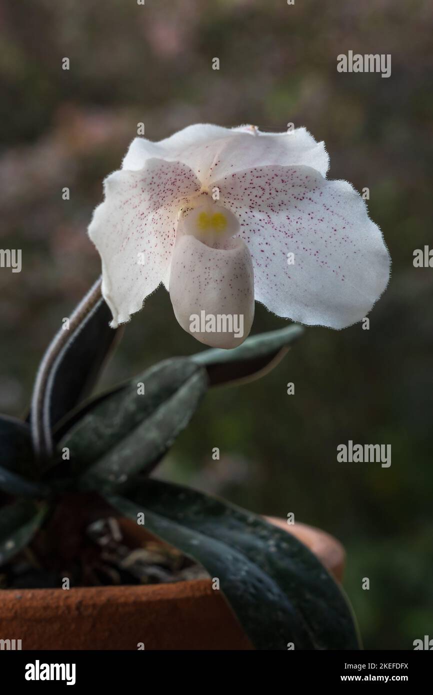 Closeup view of lady slipper orchid species paphiopedilum niveum blooming outdoors with white flower and pink speckles isolated on natural background Stock Photo